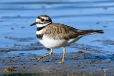 Killdeer-307.jpg