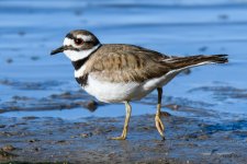 Killdeer-308.jpg