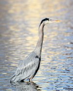 GBH-350.jpg