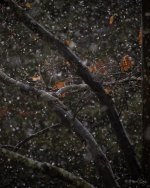 DSC_2456.jpg