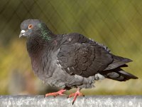 Pigeon3.jpg