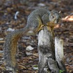 Squirrel.jpg