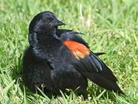 Blackbird5.jpg