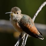 Hummer5.jpg