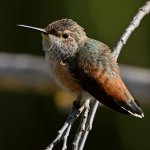 Hummer7.jpg