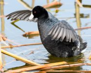 Coot-300.jpg