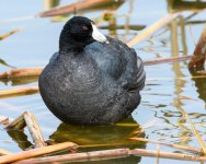 Coot-301.jpg