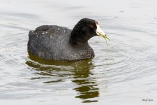 Coot-303.jpg