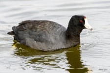 Coot-304.jpg