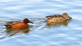 CinnamonTeal-300.jpg