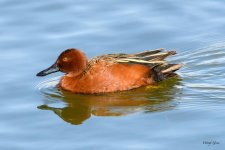 CinnamonTeal-301.jpg