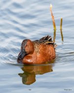 CinnamonTeal-302.jpg