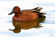 CinnamonTeal-304.jpg