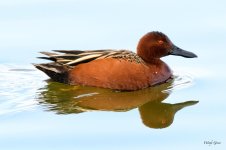 CinnamonTeal-305.jpg