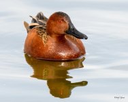 CinnamonTeal-307.jpg