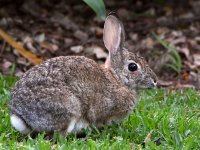 Rabbit.jpg