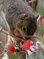 Squirrel.jpg