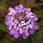 PurpleFlower.jpg