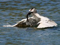 BlackHeron.jpg