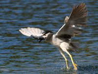 BlackHeron2.jpg
