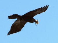 Crow.jpg