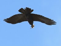 Crow3.jpg