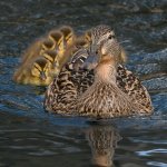 Ducks.jpg
