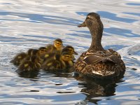 Ducks2.jpg