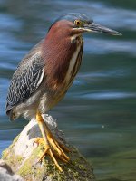 GreenHeron2.jpg