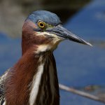GreenHeron9.jpg