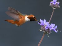 Hummer.jpg