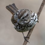 Sparrow11.jpg