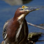 GreenHeron8.jpg