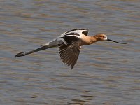 Avocet2.jpg