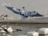 BlueHeron2.jpg