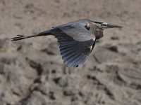 BlueHeron5.jpg