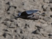 BlueHeron6.jpg