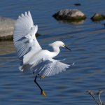 Egret2.jpg