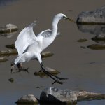 Egret4.jpg