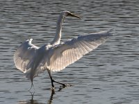 Egret8.jpg