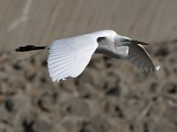 Egret17.jpg