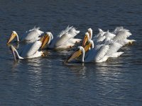 Pelican2.jpg