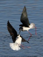 Stilts12.jpg