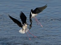Stilts11.jpg