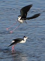 Stilts15.jpg