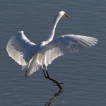 Egret16.jpg