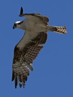 Osprey3.jpg