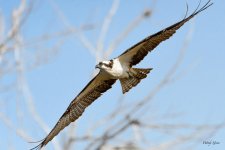 Osprey-311.jpg