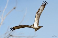 Osprey-312.jpg