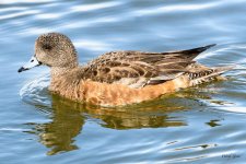 Wigeon-315.jpg